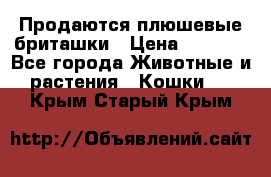 Продаются плюшевые бриташки › Цена ­ 2 500 - Все города Животные и растения » Кошки   . Крым,Старый Крым